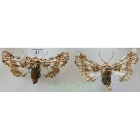 Eutelia adulatrix (Hübner, 1813) pair Croatia41